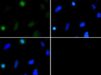 HIST2H3C Antibody