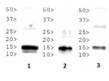 HIST2H3C Antibody