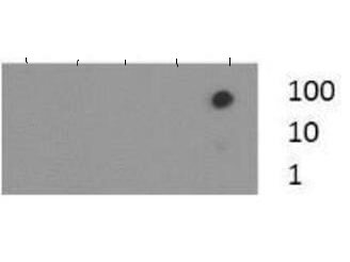 HIST2H3C Antibody