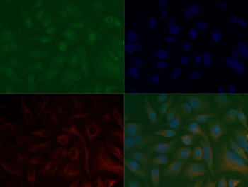 HIST2H3C Antibody