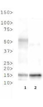 HIST2H3C Antibody