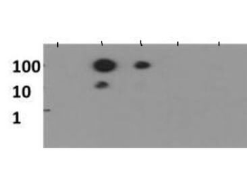 HIST2H3C Antibody