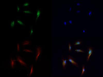 HIST2H3C Antibody