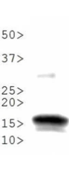 HIST2H3C Antibody