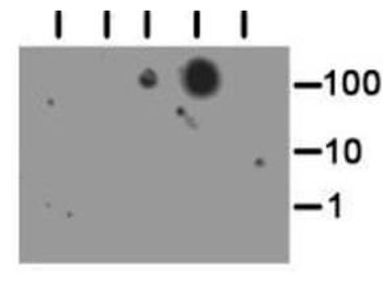 HIST2H3C Antibody