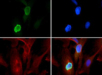 HIST2H3C Antibody