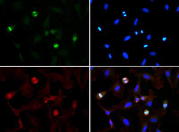 HIST2H3C Antibody