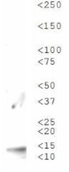 HIST2H3C Antibody