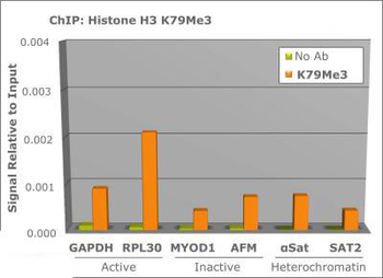 HIST2H3C Antibody