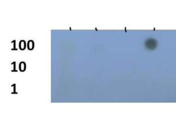 HIST2H3C Antibody