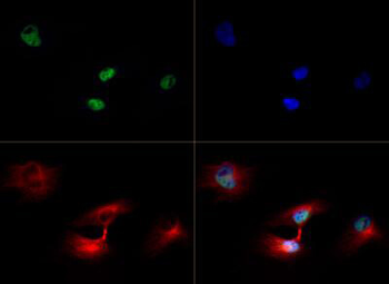 HIST2H3C Antibody