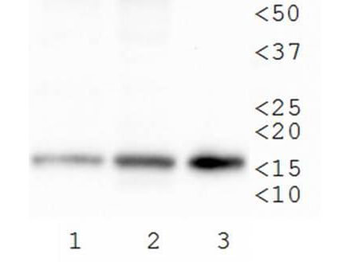 HIST2H3C Antibody