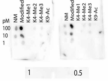 HIST2H3C Antibody