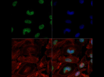 HIST2H3C Antibody