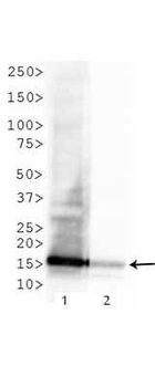HIST2H3C Antibody