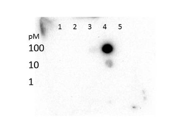 HIST2H3C Antibody