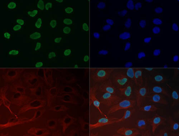 HIST2H3C Antibody