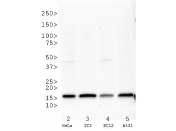 HIST2H3C Antibody