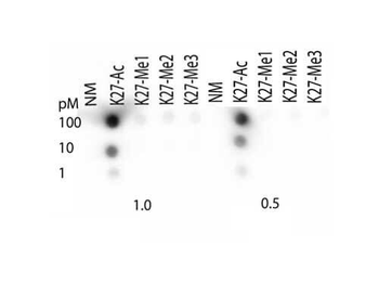 HIST2H3C Antibody