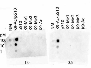 HIST2H3C Antibody