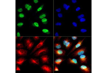 HIST2H3C Antibody