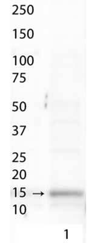 HIST2H3C Antibody