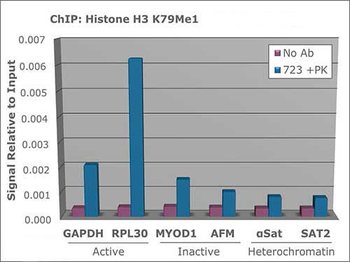 HIST1H3A Antibody