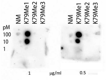 HIST1H3A Antibody