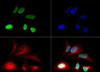 HIST1H3A Antibody
