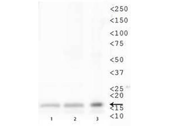HIST1H3A Antibody