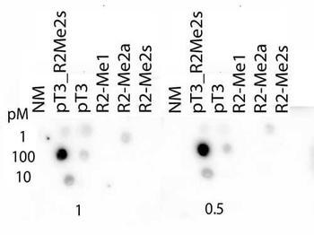 HIST2H3C Antibody