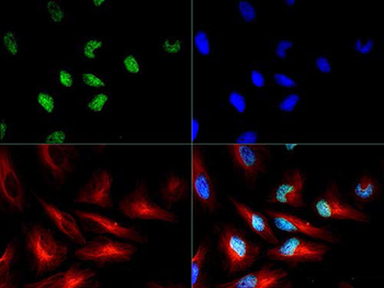 HIST2H3C Antibody