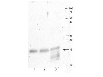 HIST2H3C Antibody