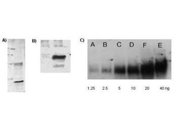 Lysine Acetylated Antibody Biotin Conjugated