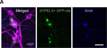 DsRed Antibody