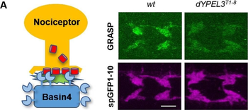 DsRed Antibody