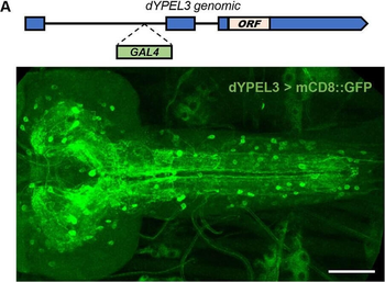 DsRed Antibody