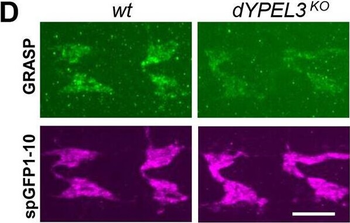 DsRed Antibody