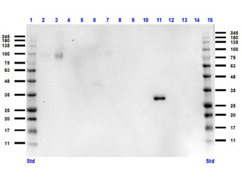 DsRed Antibody