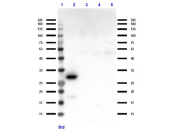 DsRed Antibody