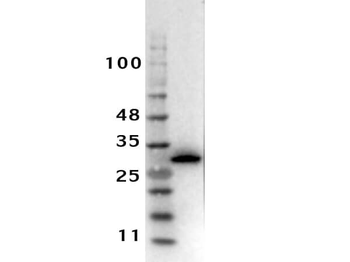 DsRed Antibody