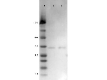 VDAC1 Antibody