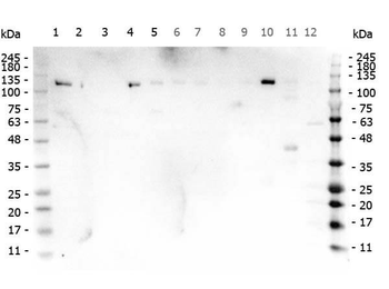 PARP1 Antibody