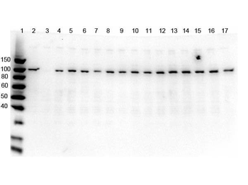 PARP1 Antibody