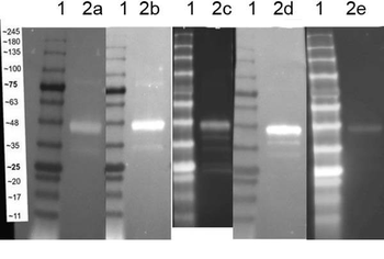 12 Epitope Tag Control Lysate (GST)