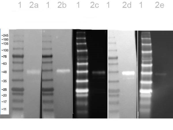 12 Epitope Tag Control Lysate (GST)