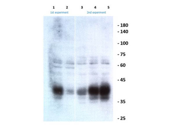 EFNB1, Efnb2, EFNB3 Antibody