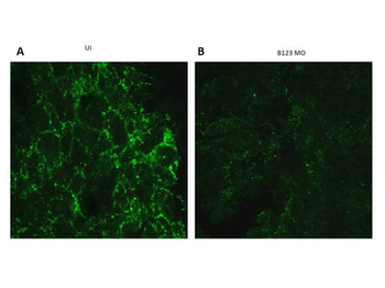 EFNB1, Efnb2, EFNB3 Antibody