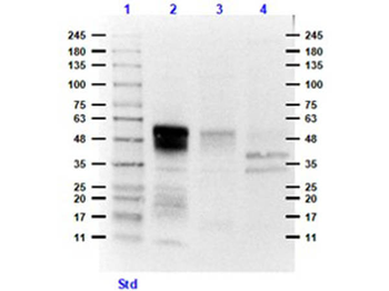 EFNB1, Efnb2, EFNB3 Antibody