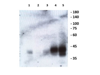 EFNB1, Efnb2, EFNB3 Antibody